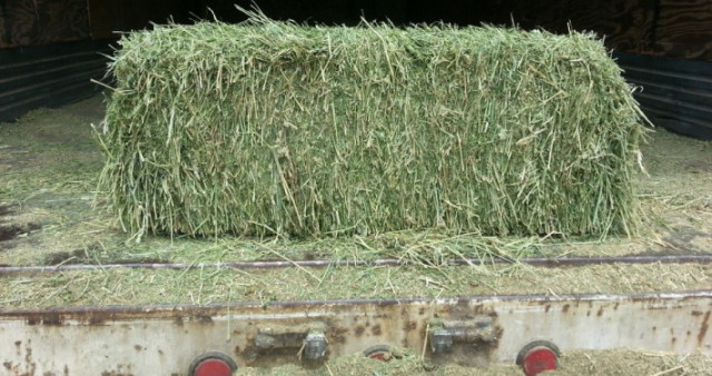Qualities of good hay