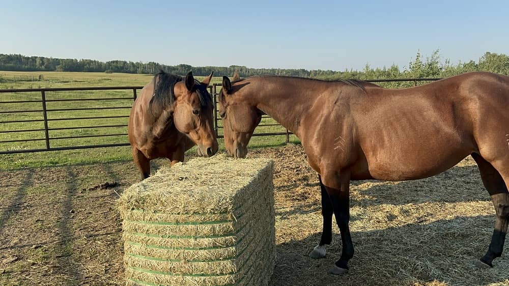 Horse hay for sale near me